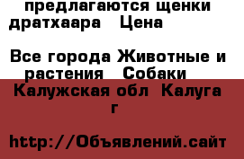 предлагаются щенки дратхаара › Цена ­ 20 000 - Все города Животные и растения » Собаки   . Калужская обл.,Калуга г.